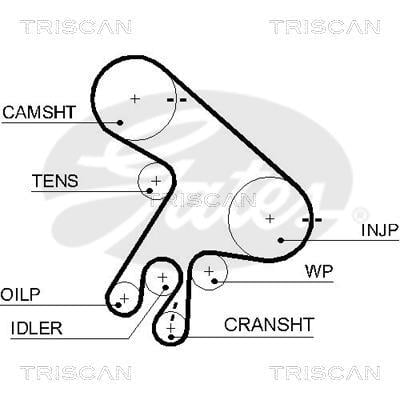 Correa de distribución Triscan A/S ref. 8645 5562xs